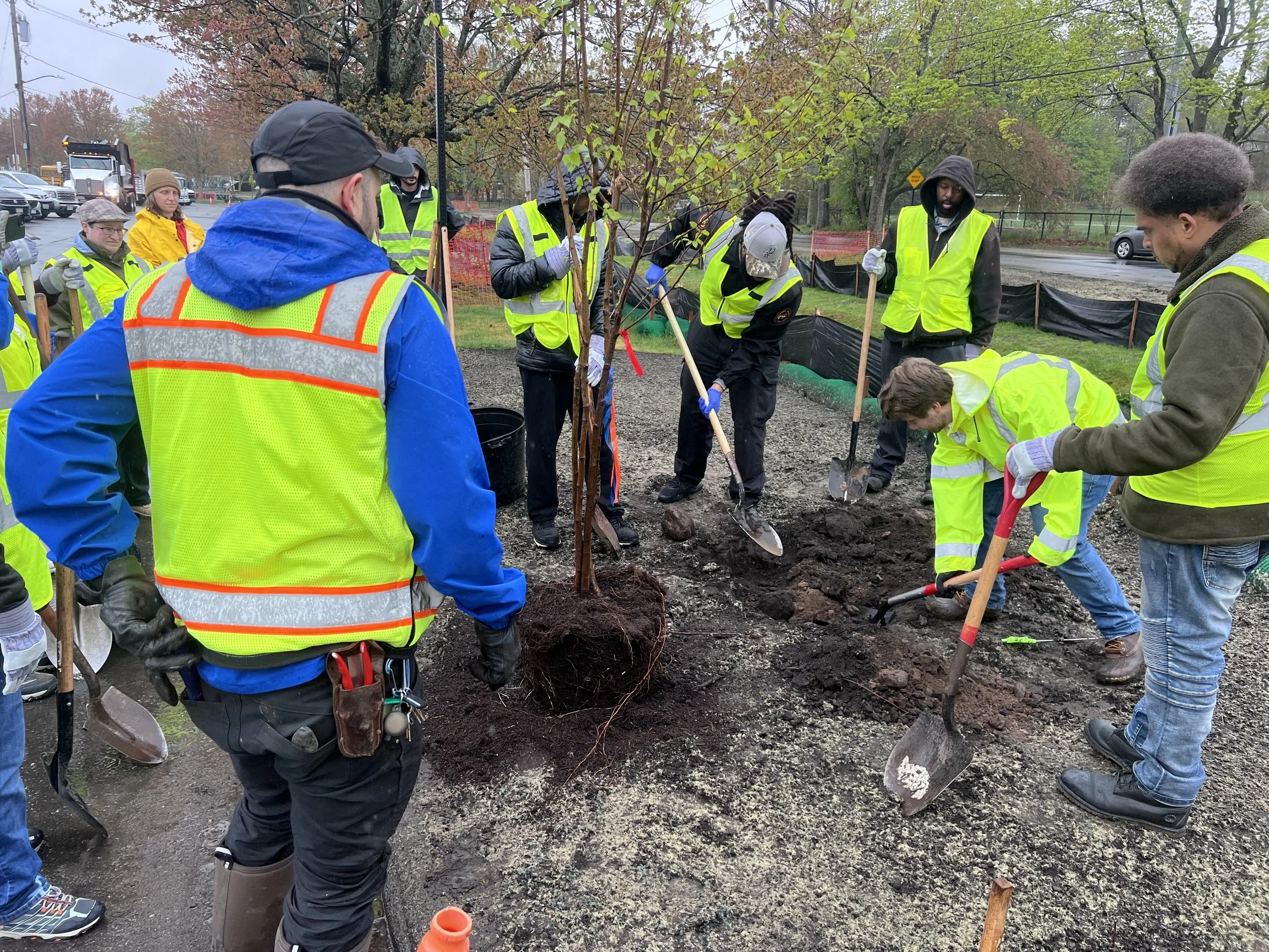Bank Planting Begins at Cheesecake Brook