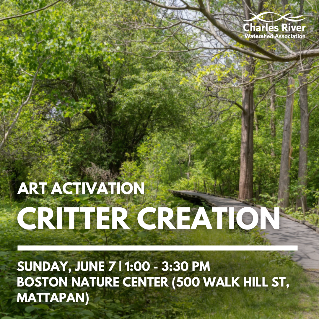 Critter Creation