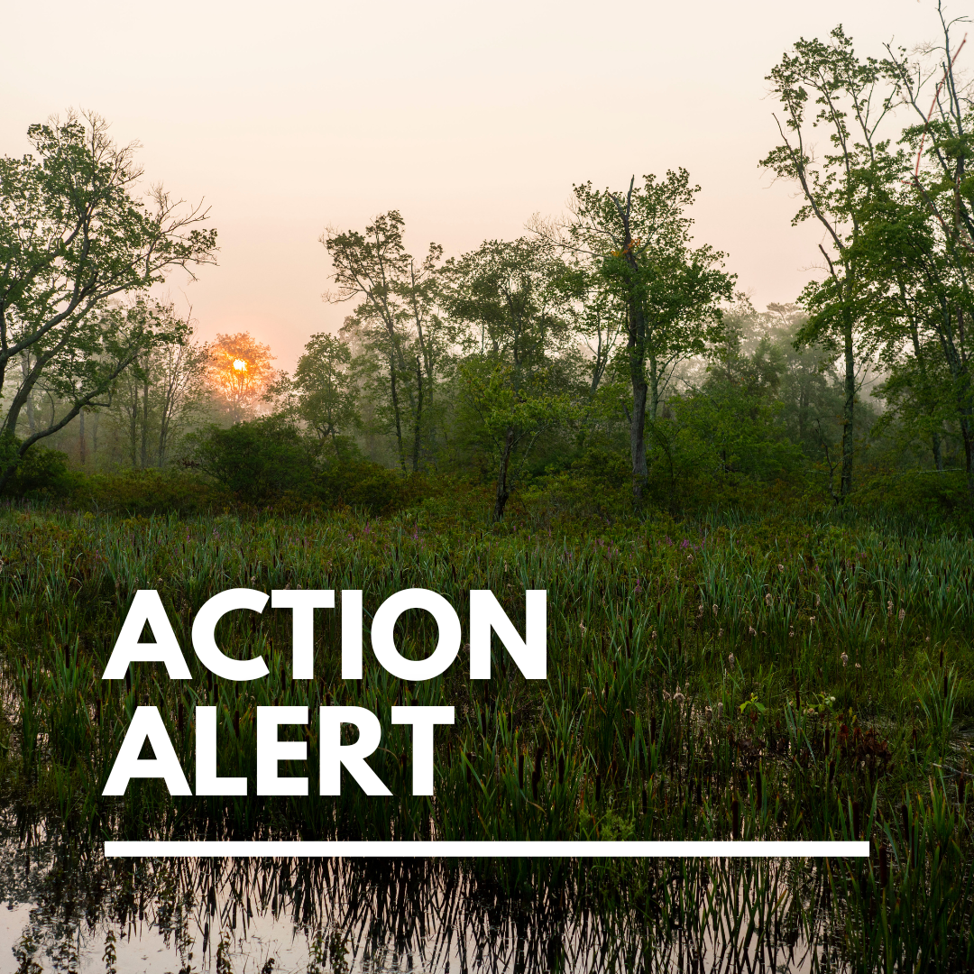 Action Alert: Oppose The Anti-Wetlands Amendments In The Mass Ready Act