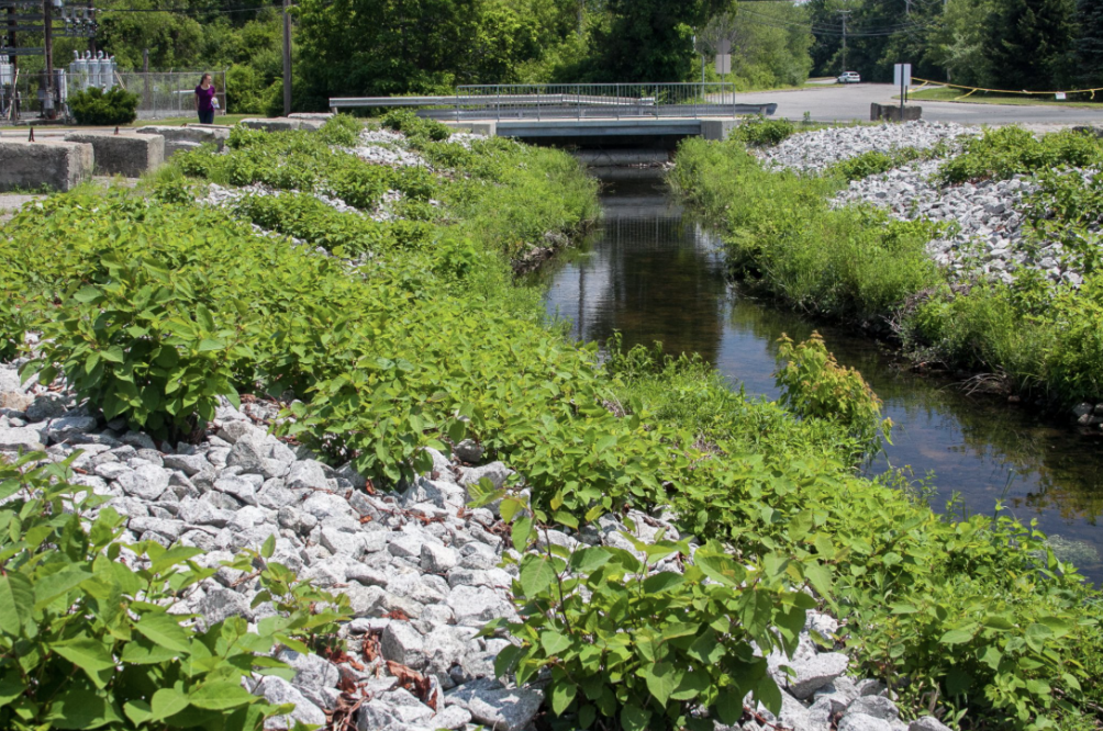 Explore Godfrey Brook!