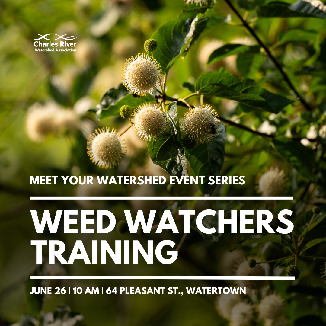 Meet Your Watershed: Weed Watchers Training