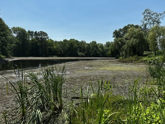  Low water levels upstream of the South Natick Dam: vegetation and the riverbed is visible with water pooling to the left of the frame 
