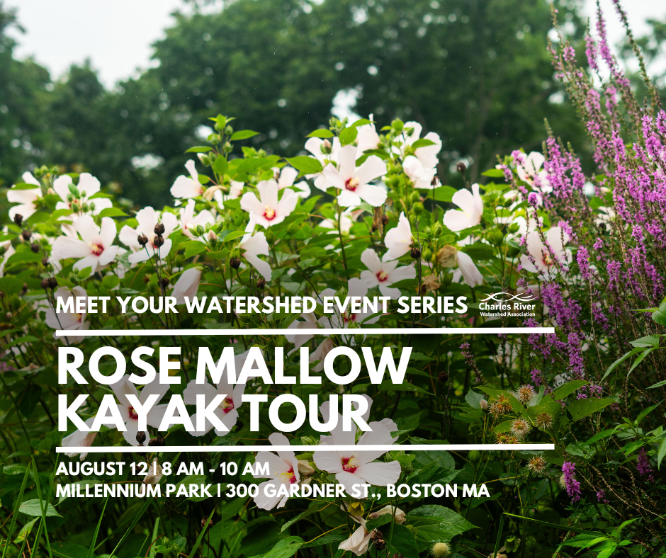 Meet Your Watershed: Rose Mallow Kayak Tour