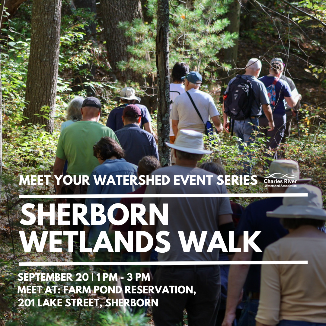 Meet Your Watershed: Wetlands Walk
