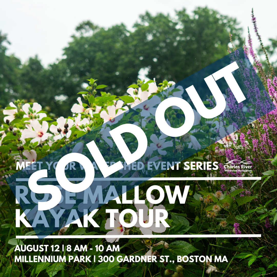 Meet Your Watershed: Rose Mallow Kayak Tour