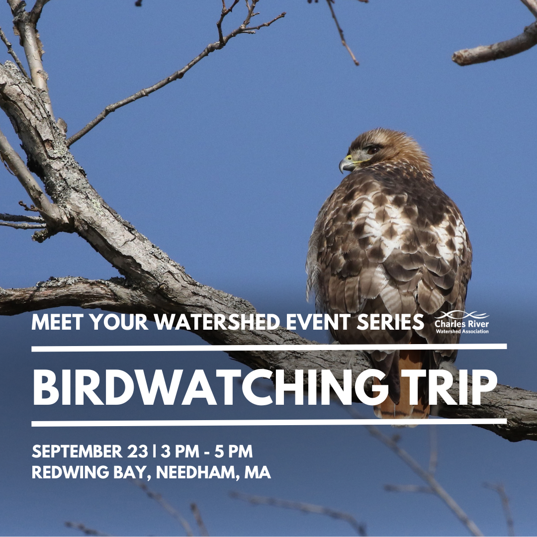 Meet Your Watershed: Birdwatching Trip