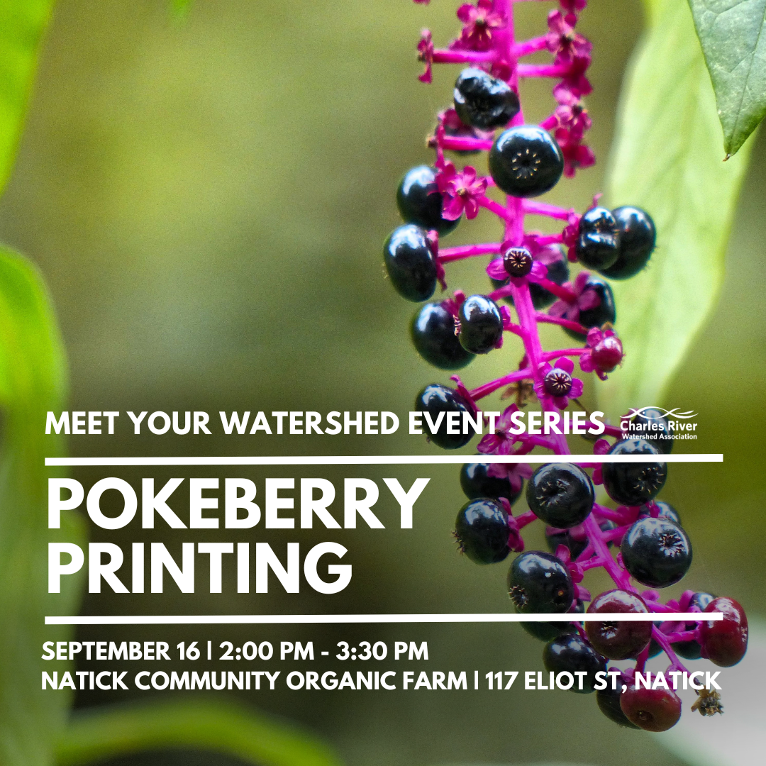 Meet Your Watershed: Pokeberry Printing