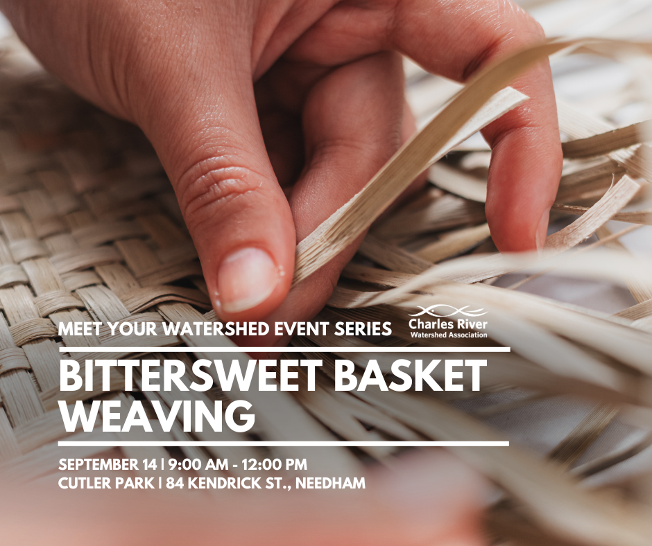 Meet Your Watershed: Bittersweet Basket Weaving
