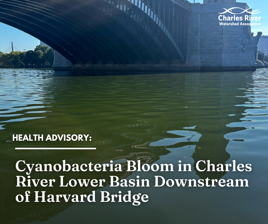 Release: Cyanobacteria Bloom in Lower Basin of Charles River