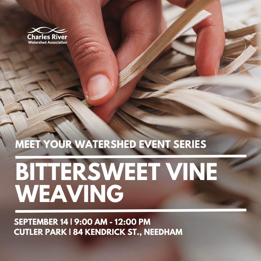 Meet Your Watershed: Bittersweet Vine Weaving