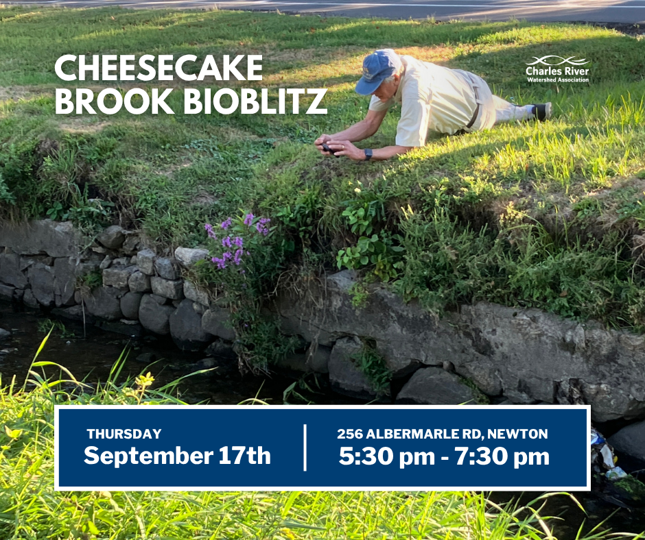 A Restoration Success Story: Cheesecake Brook BioBlitz