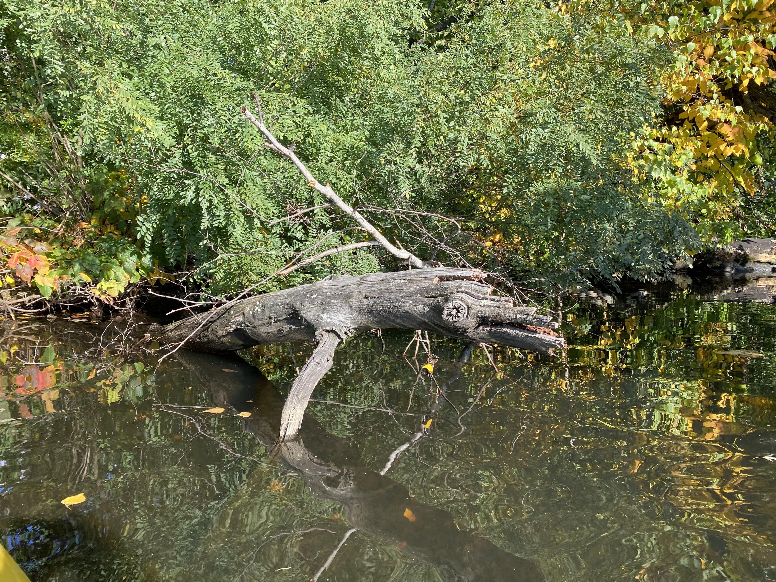 SK2.jpg