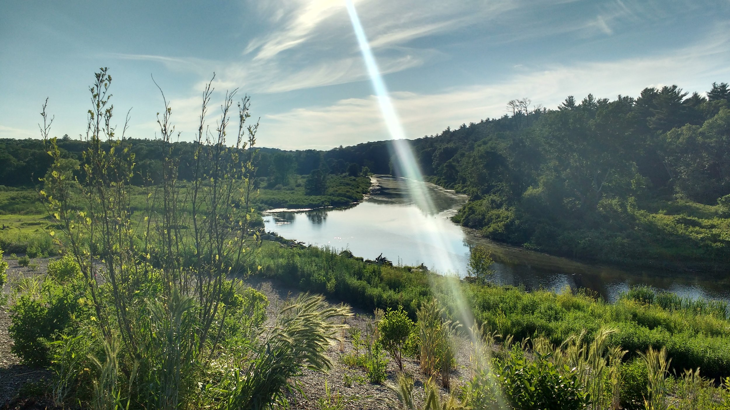 Wetland Restoration — Charles River Watershed Association