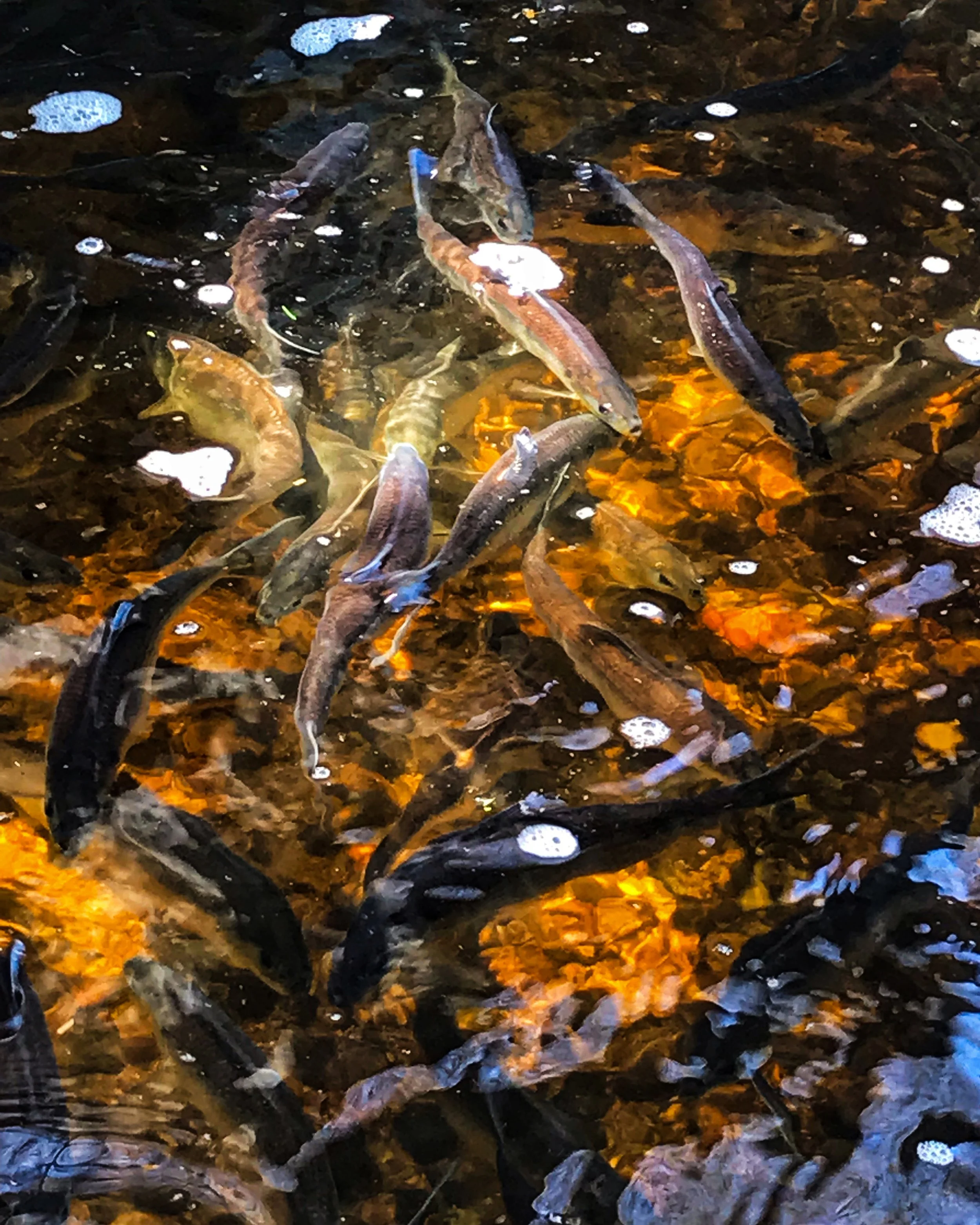 November is Native American Heritage Month! — Charles River Watershed ...