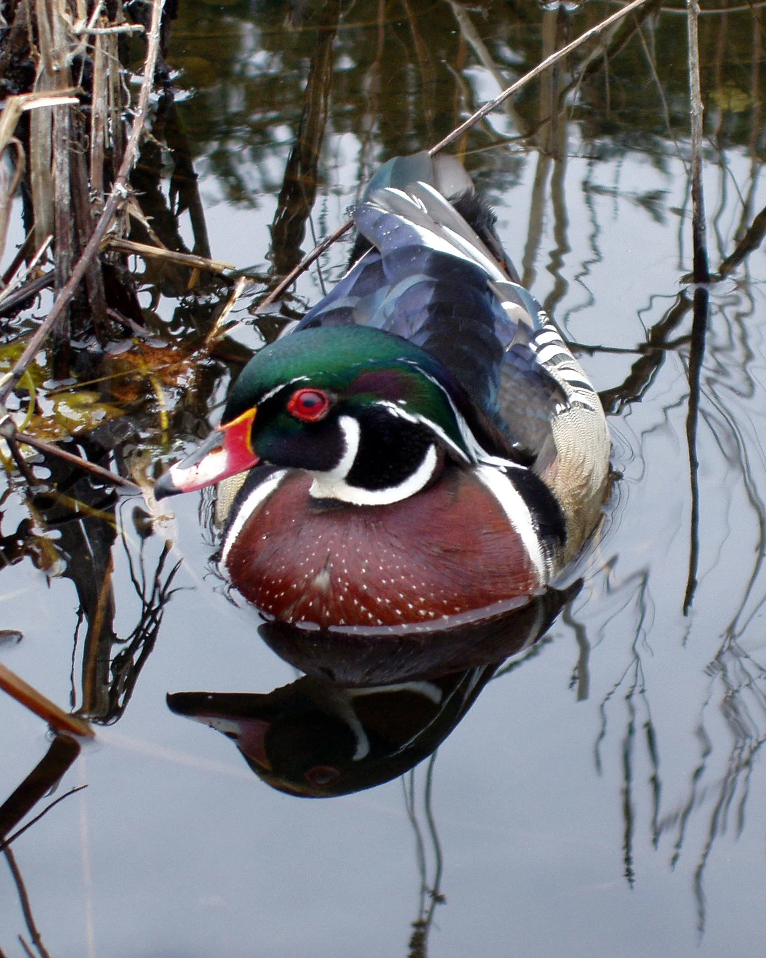 MARWA ALNAAL 

Advocacy Director