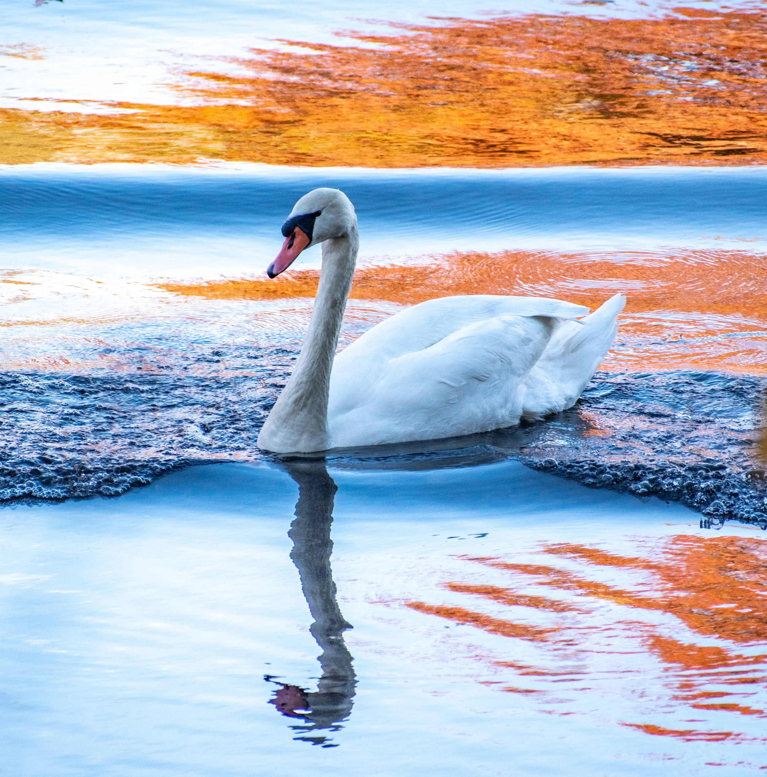 A white mute swan swims on the water, an orange color reflecting on the surface