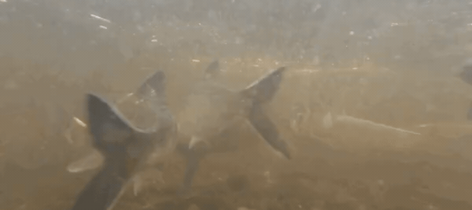 A Look At Last Spring’s Herring Run