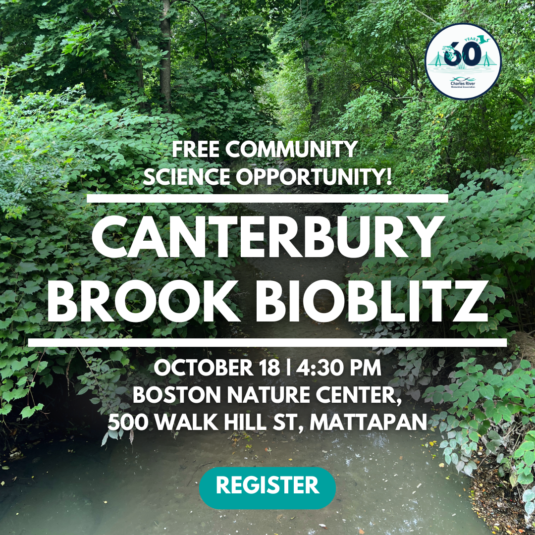 Canterbury Brook BioBlitz