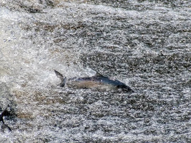 2025 Herring Run in Review!