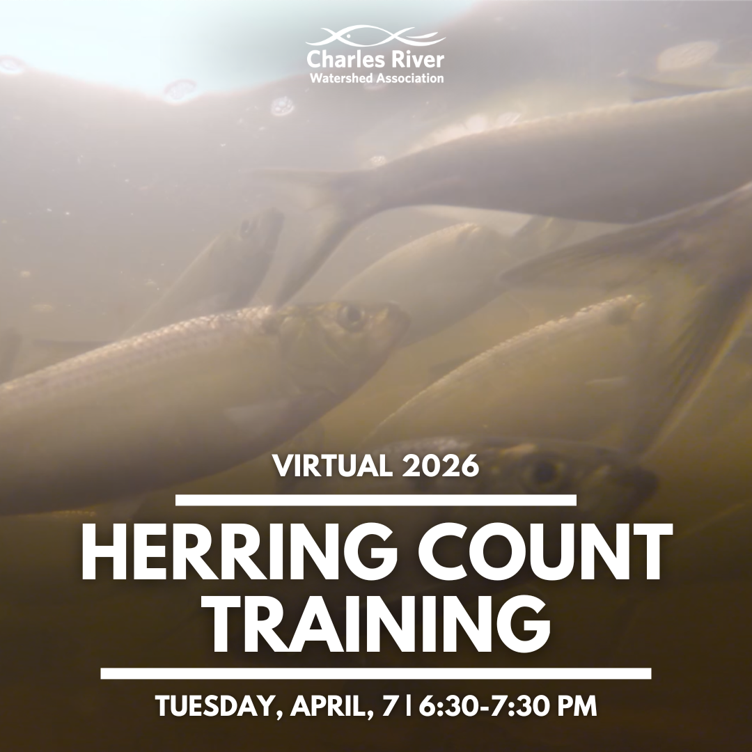 2026 Herring Count Training