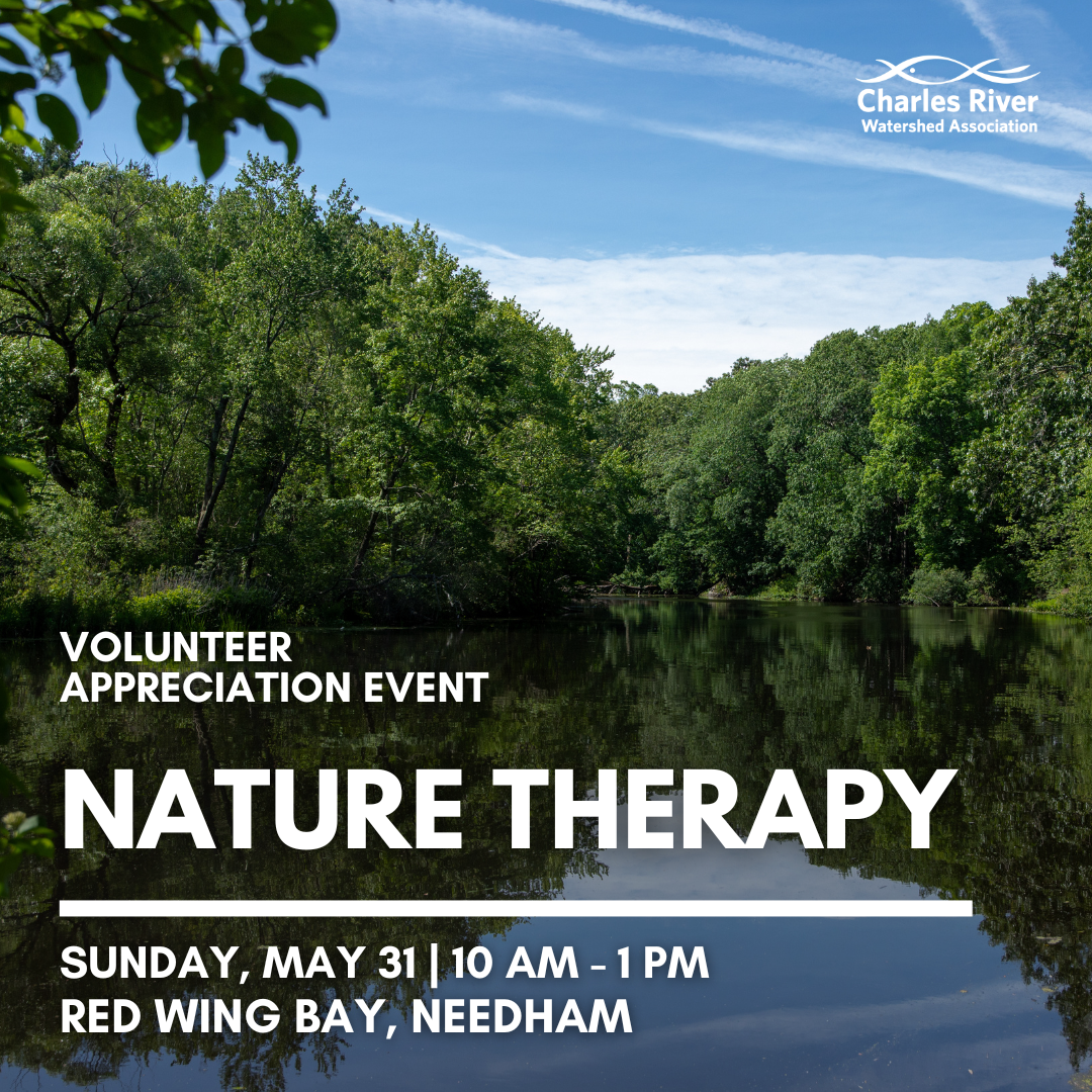 Nature Therapy
