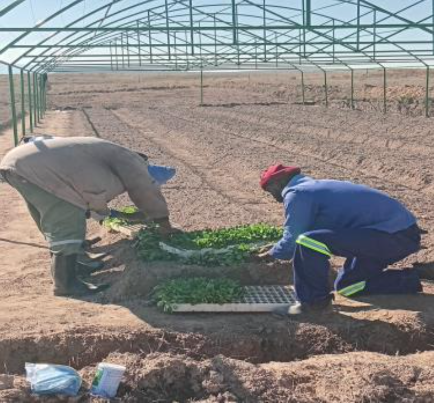 Peka Farming Project Update: Growing Towards Sustainability