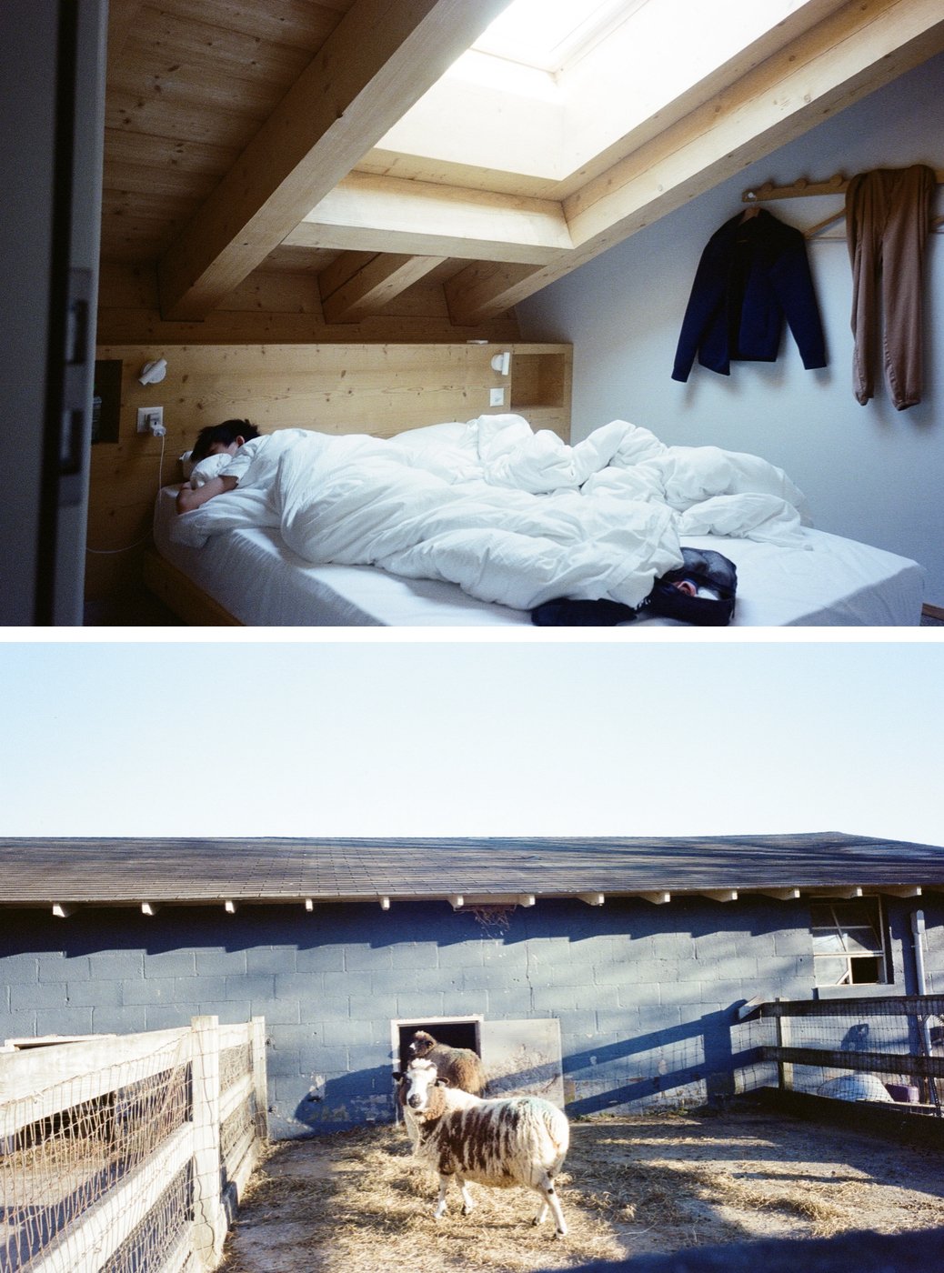 Sleepyhead//Furry Friend, 2023
