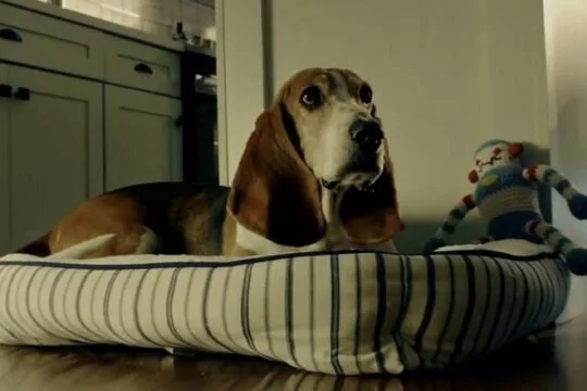 DoorDash Premieres Puppy-Filled Campaign For DashPass Subscription Service