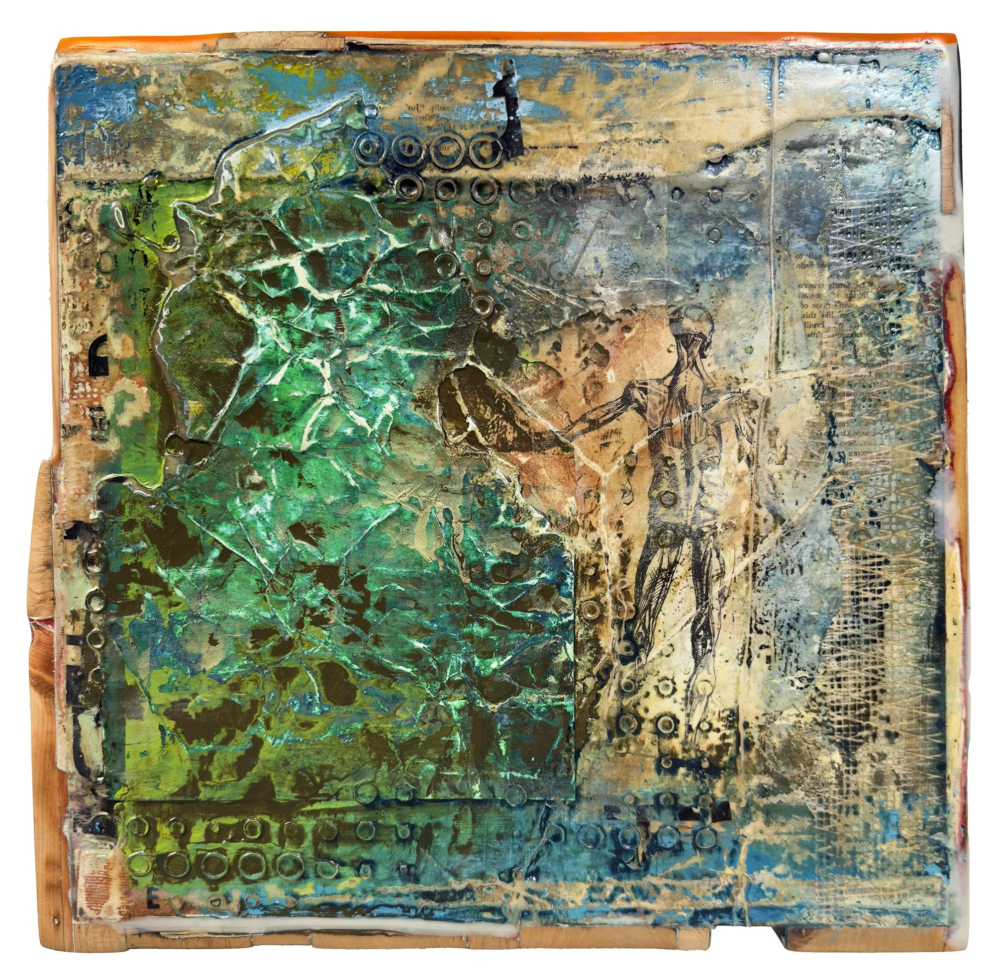 "After Albinus" - 14"x14"