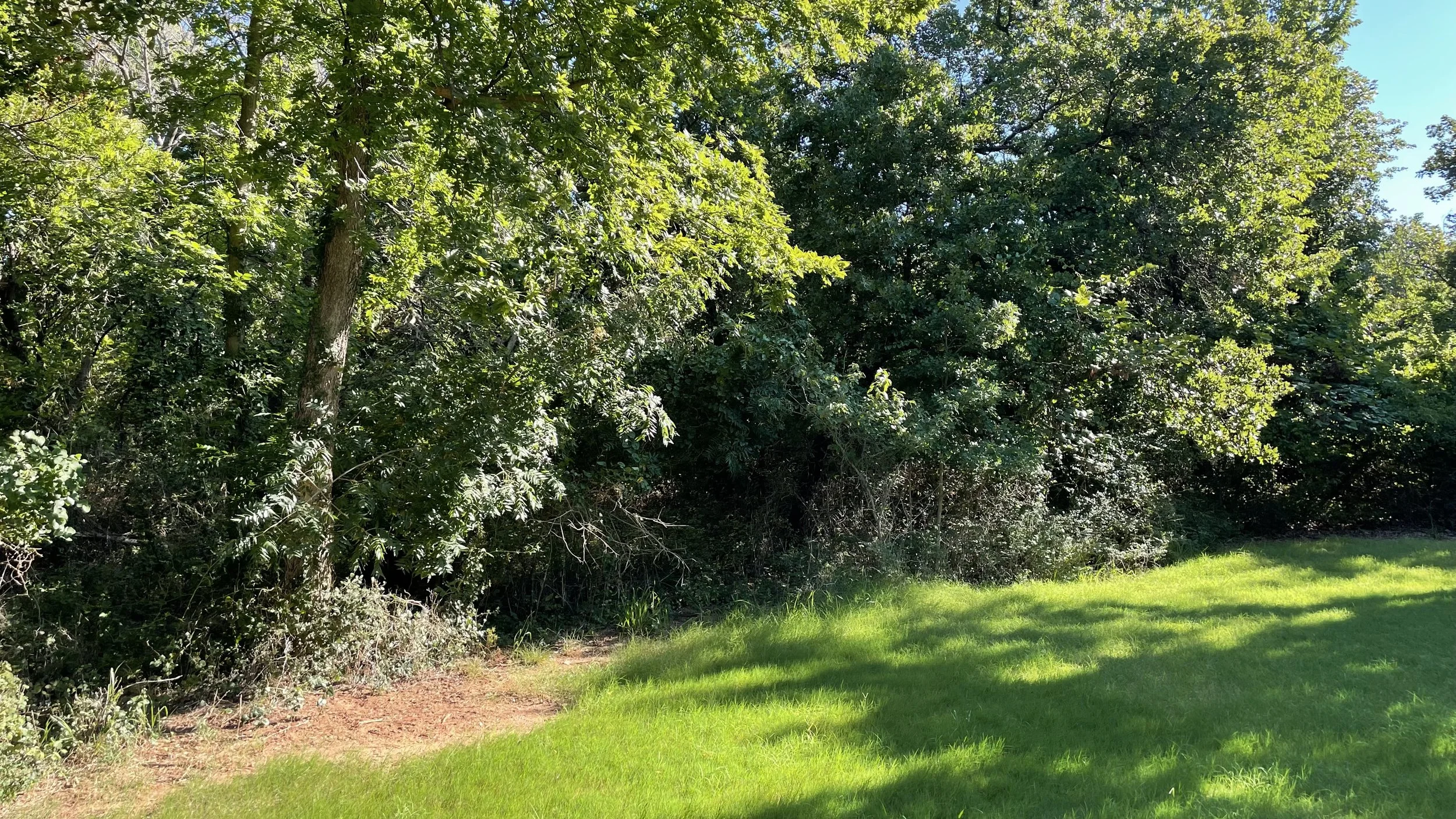 A grassy lawn with a dense, leafy green tree and bushes, sunlight filtering through the branches.