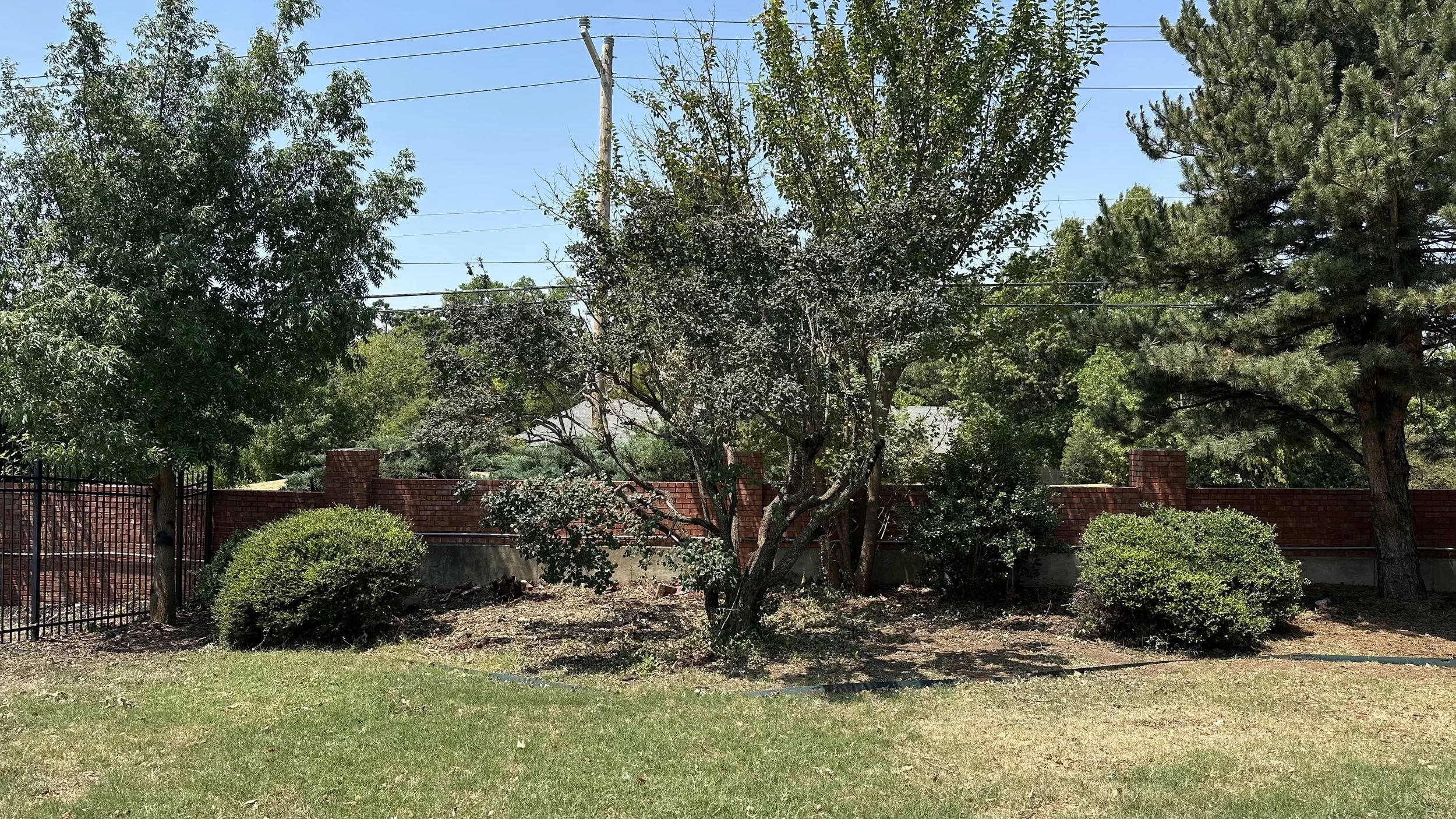 A backyard with green grass, various trees, a brick wall, and a black metal fence. Overhead power lines are visible against a clear blue sky.
