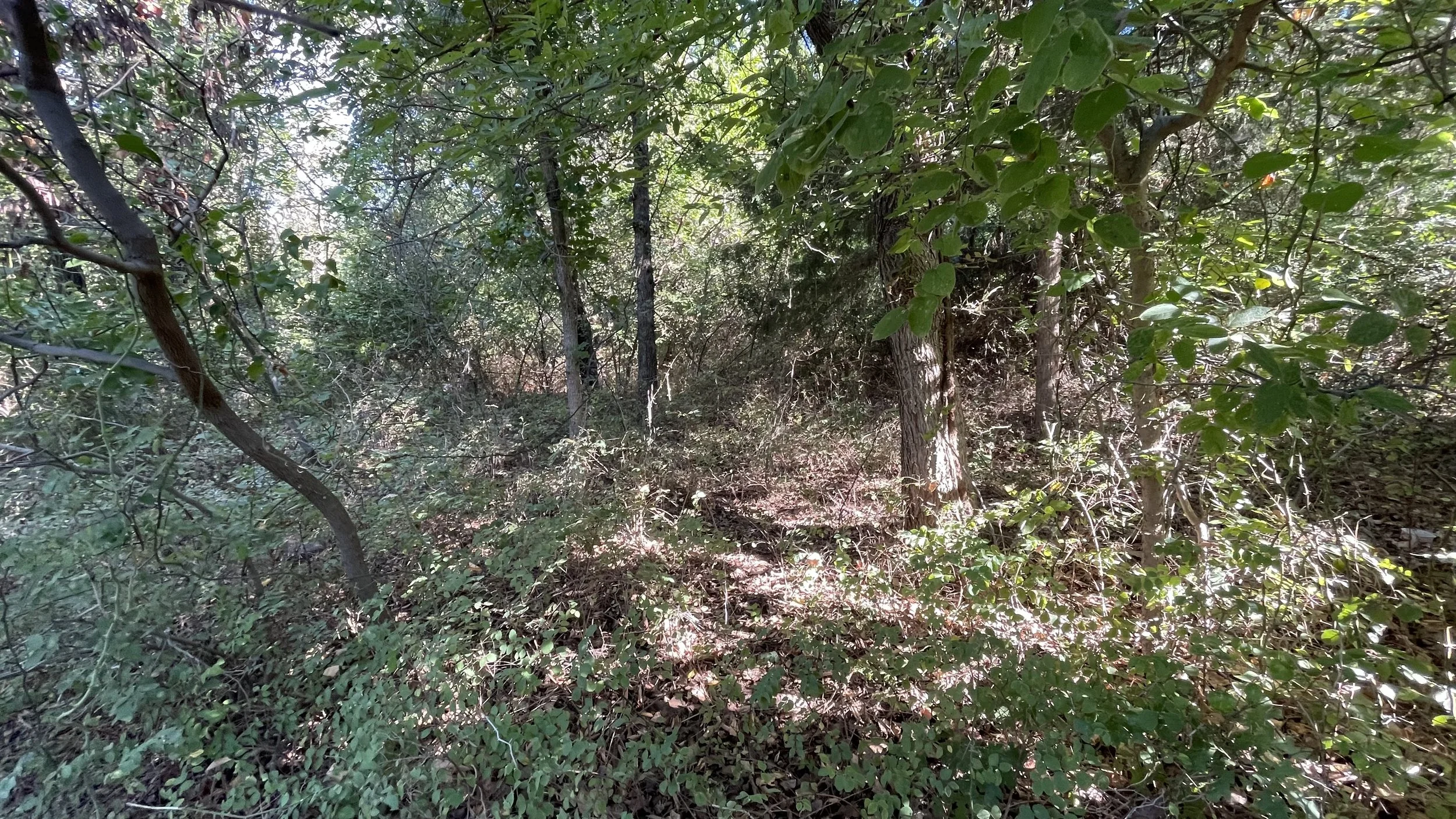 Dense forest with trees, shrubs, and sunlight filtering through the leaves.
