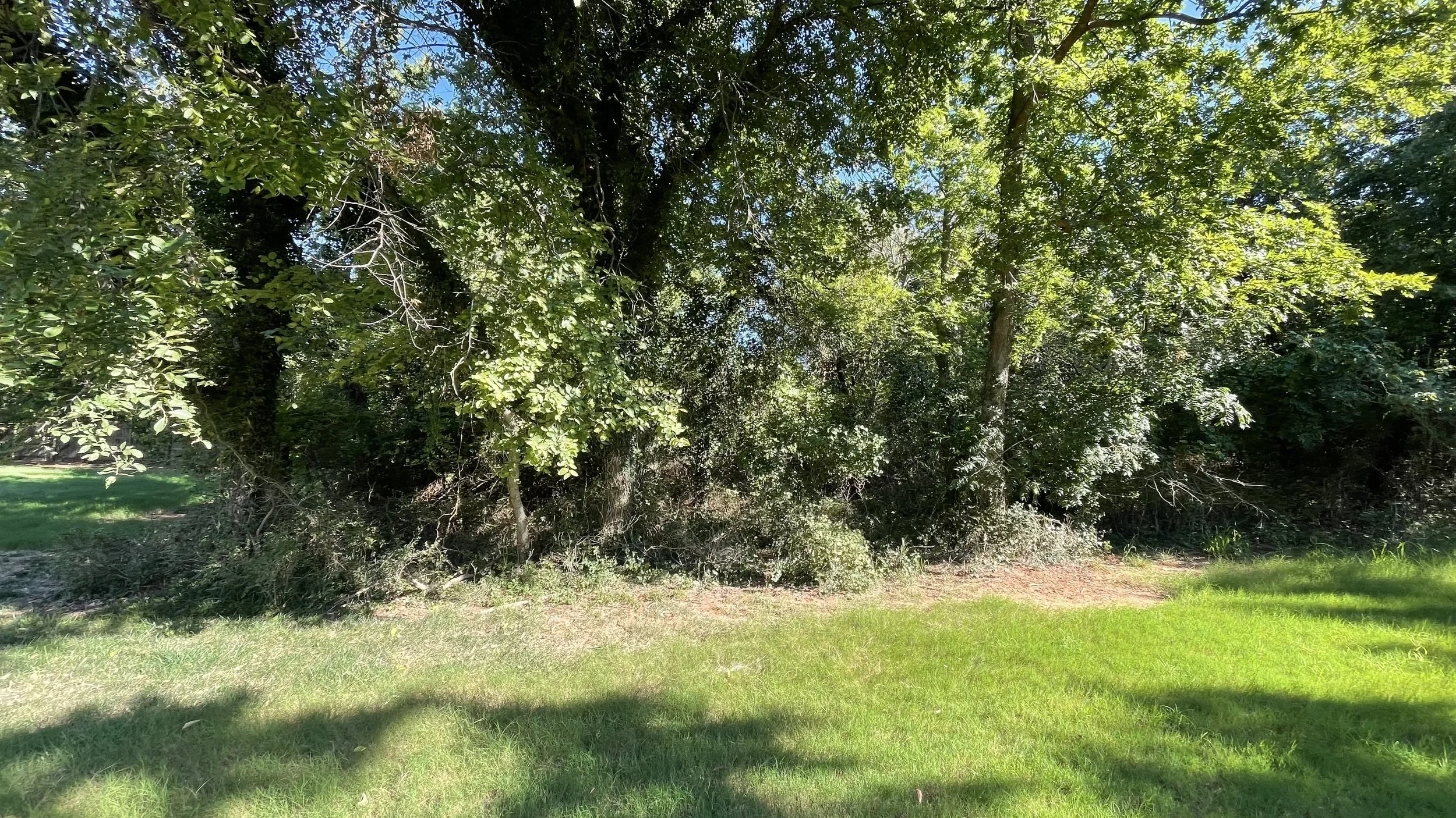A green grassy area with a large tree and dense foliage, sunlight filtering through the leaves.