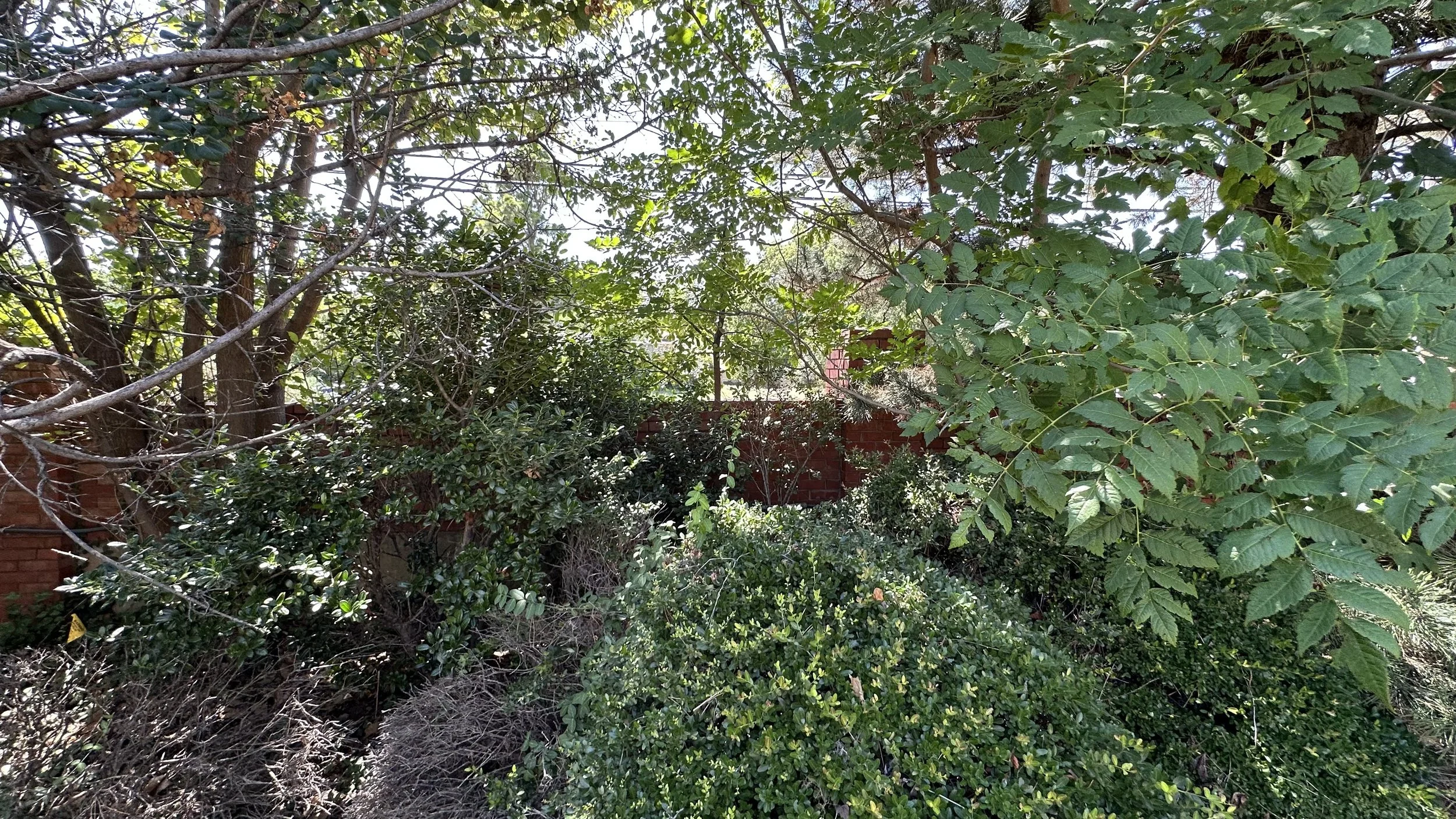 A scene of dense green trees and shrubs, with some branches and leaves overlapping, and a red brick wall partially visible in the background.