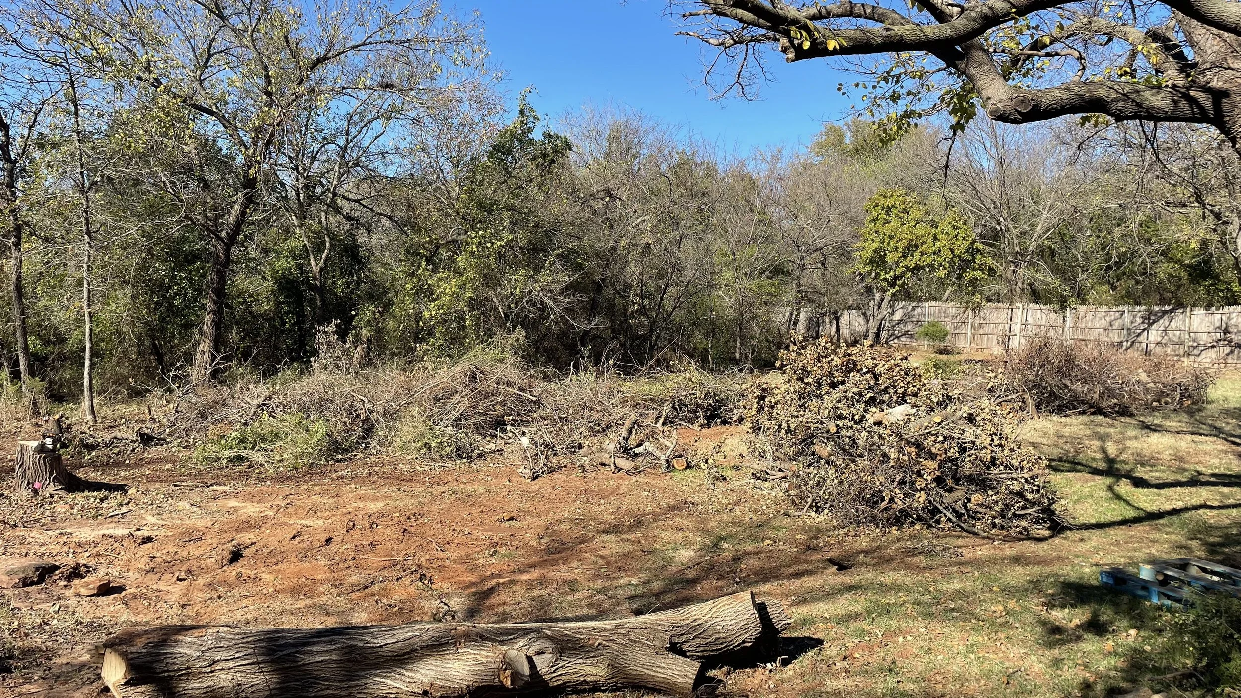 A backyard with a clear blue sky, trees with some leaves, a wooden fence, and debris including fallen branches and logs on the ground.