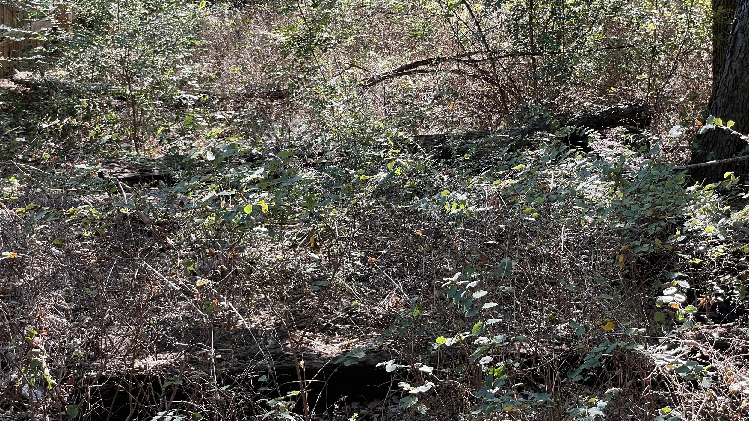 Dense forest floor with overgrown bushes, twigs, and fallen branches in natural sunlight.