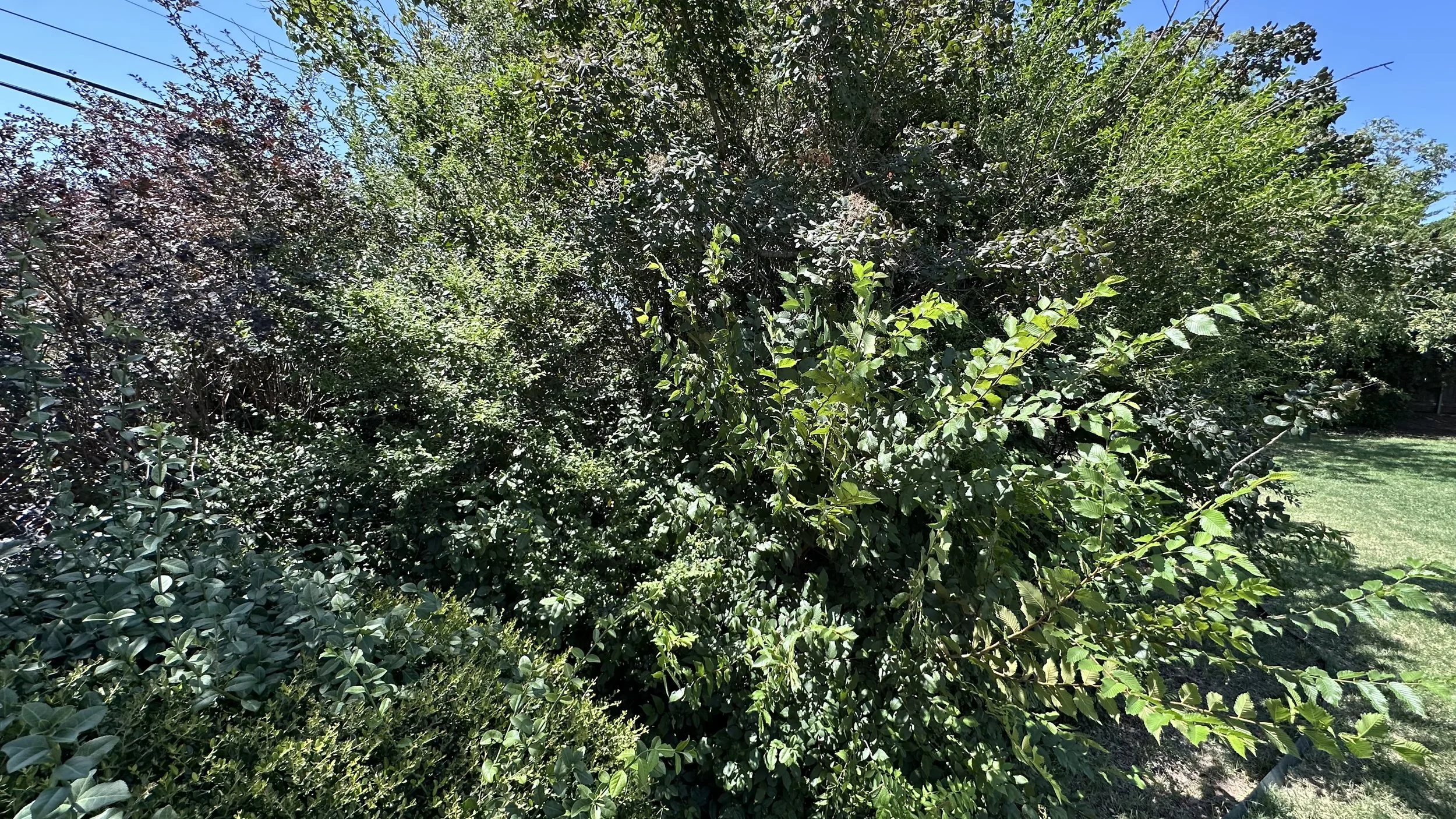 A dense cluster of green and dark purple leafy bushes under a clear blue sky with some power lines visible.