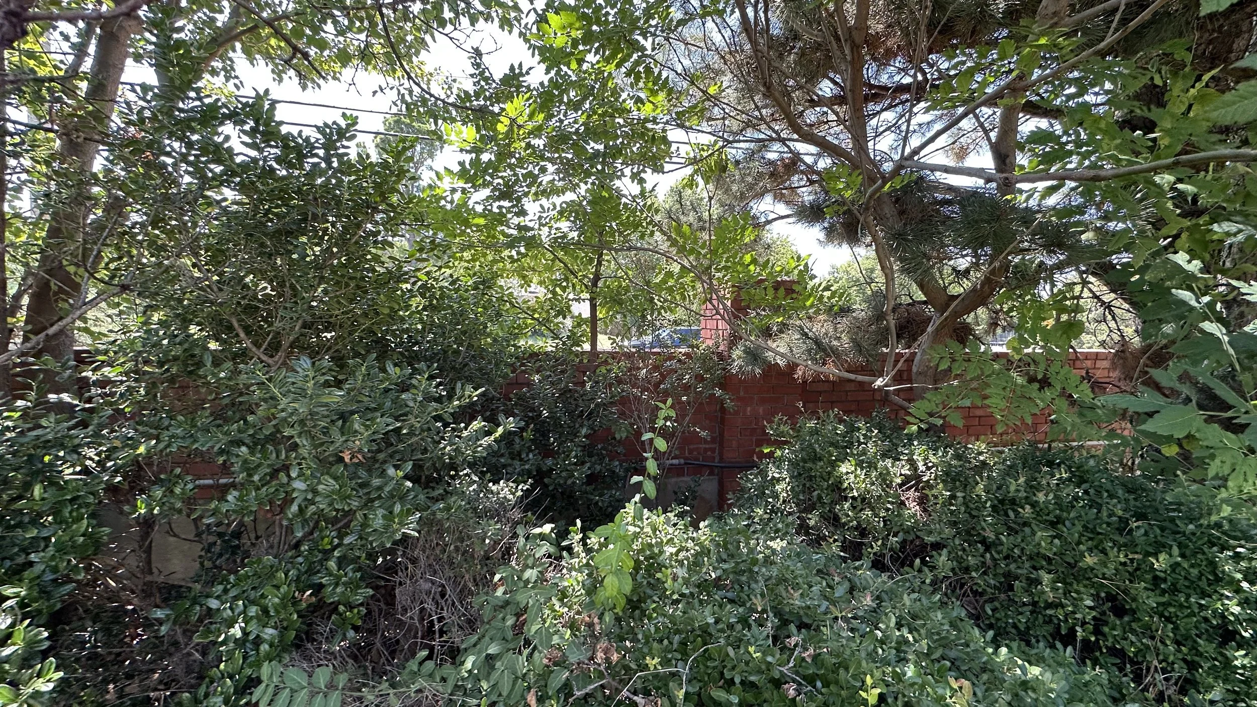 Overgrown garden with dense green bushes and trees in front of a brick wall, sunlight filtering through the leaves.