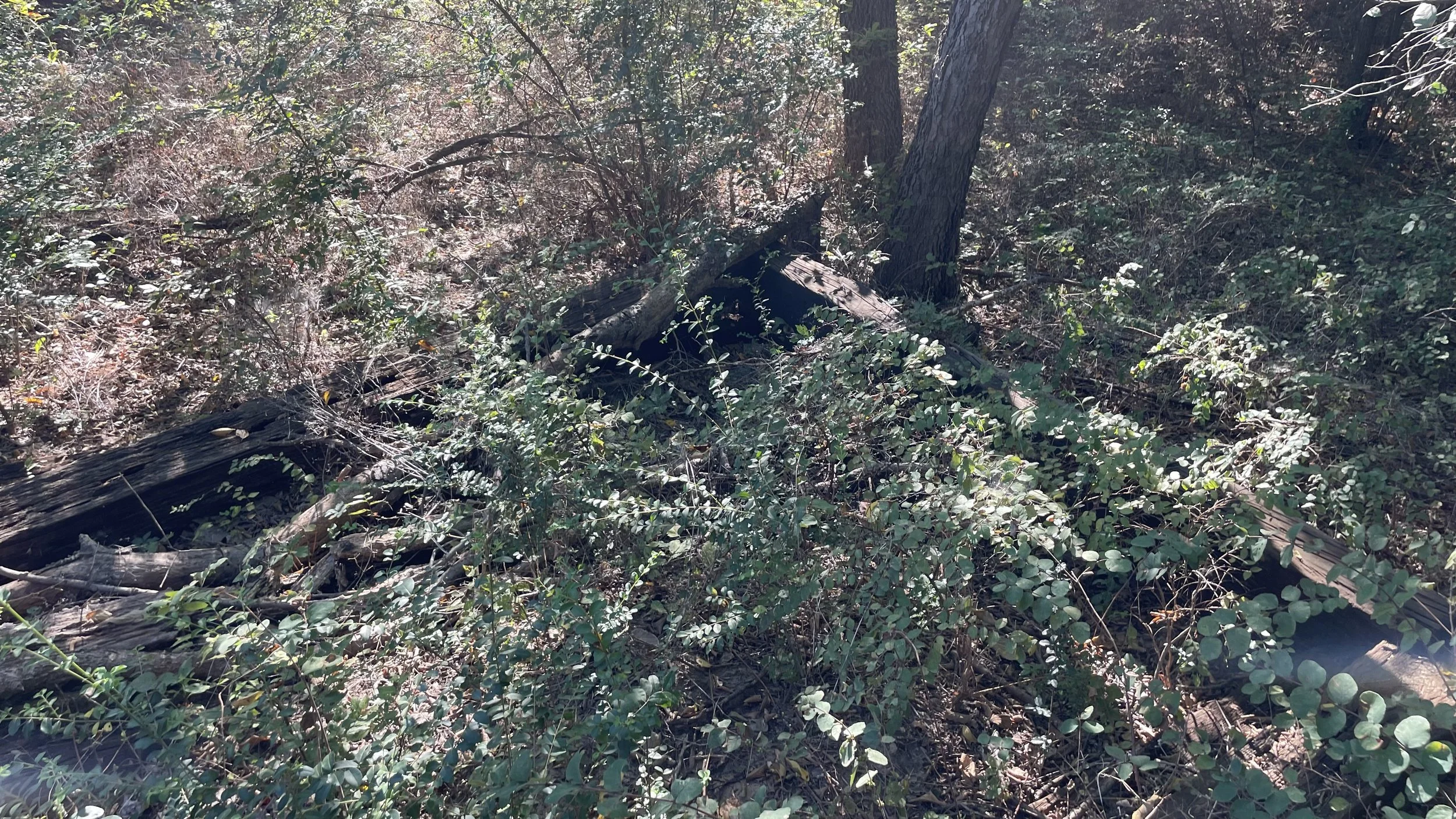 Overgrown forest area with fallen logs, trees, and dense bushes.