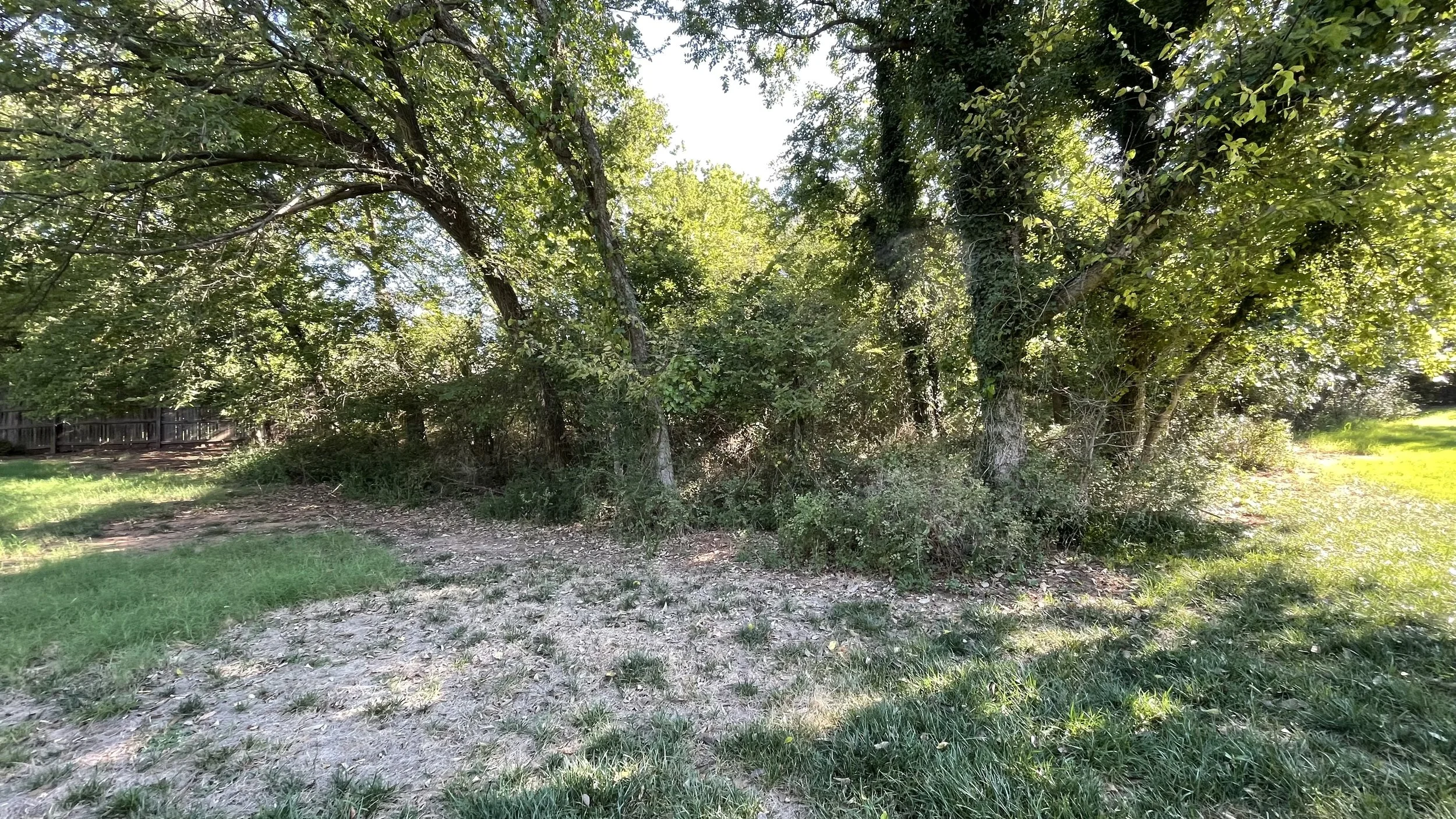 A backyard scene with a variety of trees creating a wooded area, a grassy patch, and a dirt path. There is sunlight filtering through the leaves, and a wooden fence is visible on the left side.
