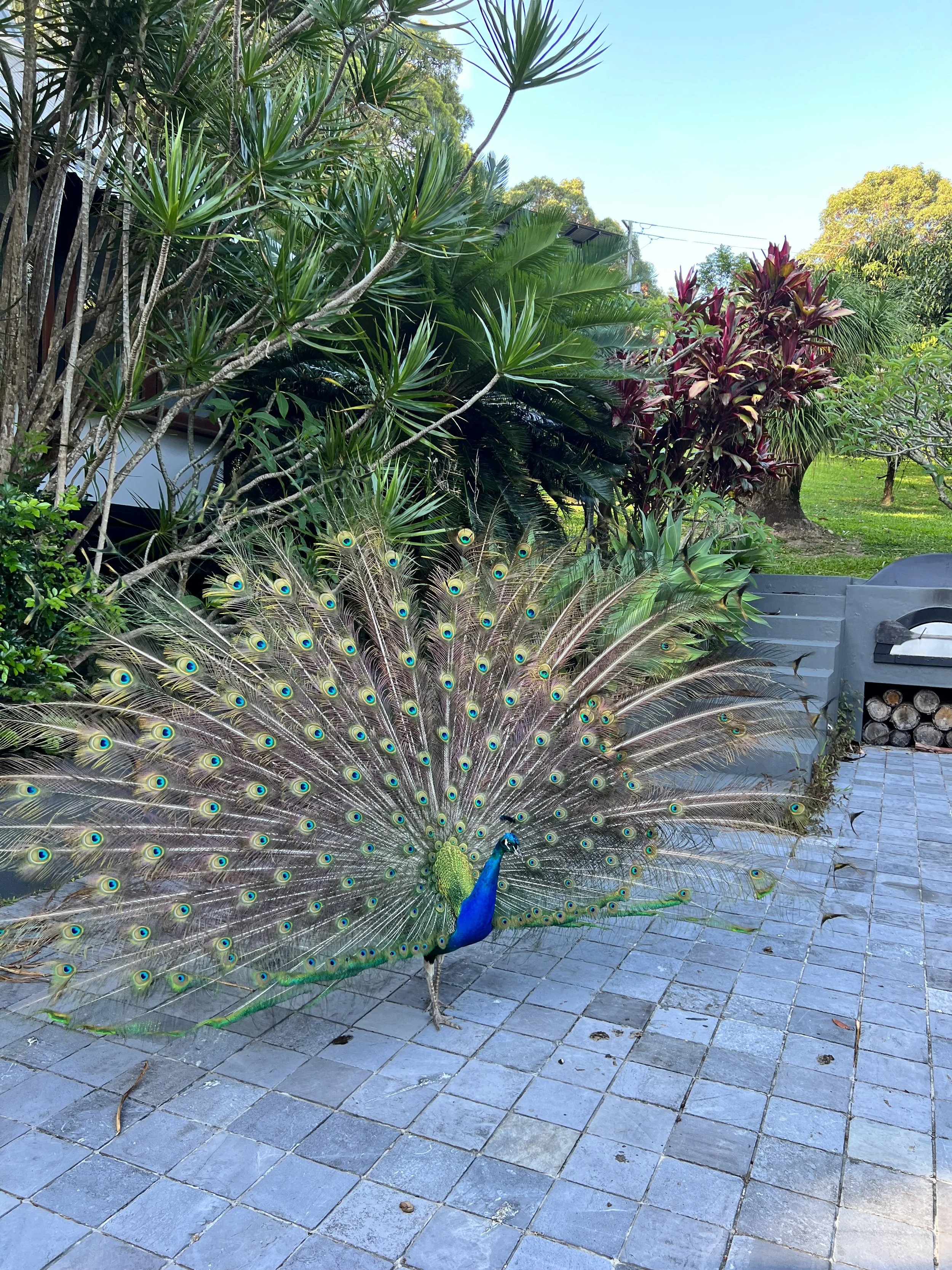 IMG_1096.jpeg