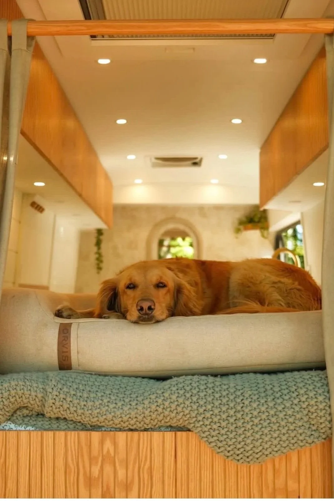A golden retriever dog lying down on a dog bed inside a modern room with wooden accents and plants.
