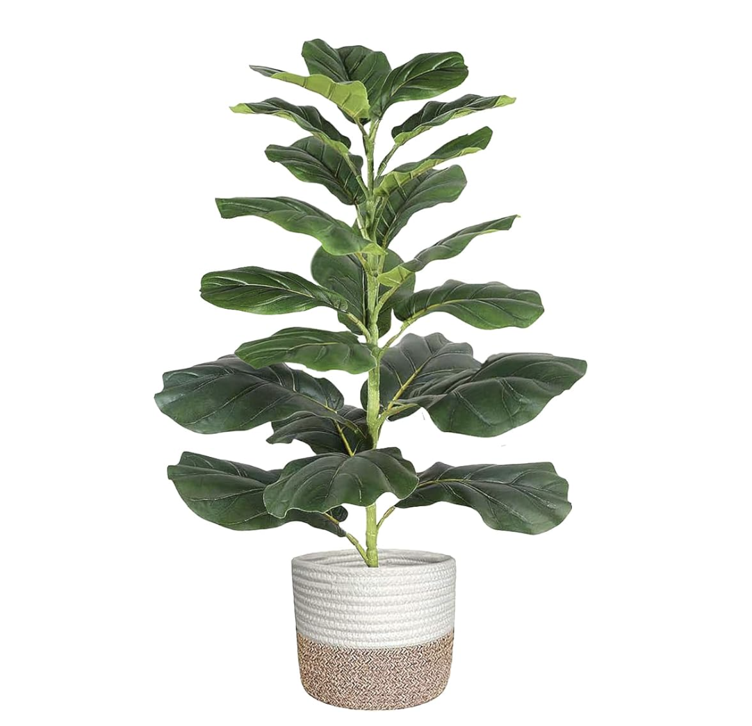 Fiddle Leaf Plant [shop]
