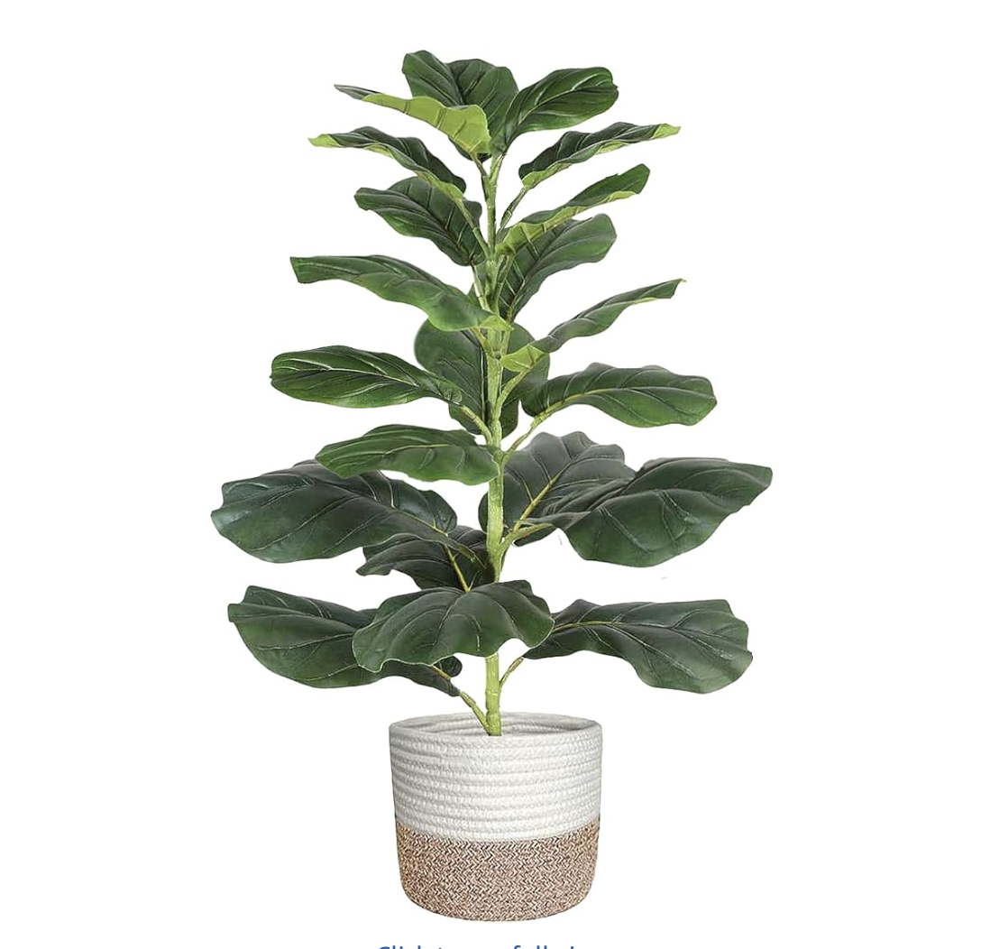 Fiddle Leaf Plant [shop]