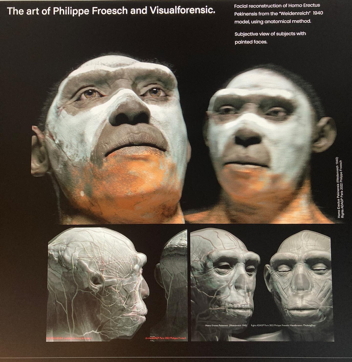 Facial reconstruction of Weidenreich&rsquo;s Homo Erectus Pekinensis . More in thelivingface.com. #forensicscience #skull  #vray #zbrush #anthropology  #archaeology # cgi #vfx #vfxartist 
#3d #forensicscience #skull #render #cinema4d #vray #vrayforc4