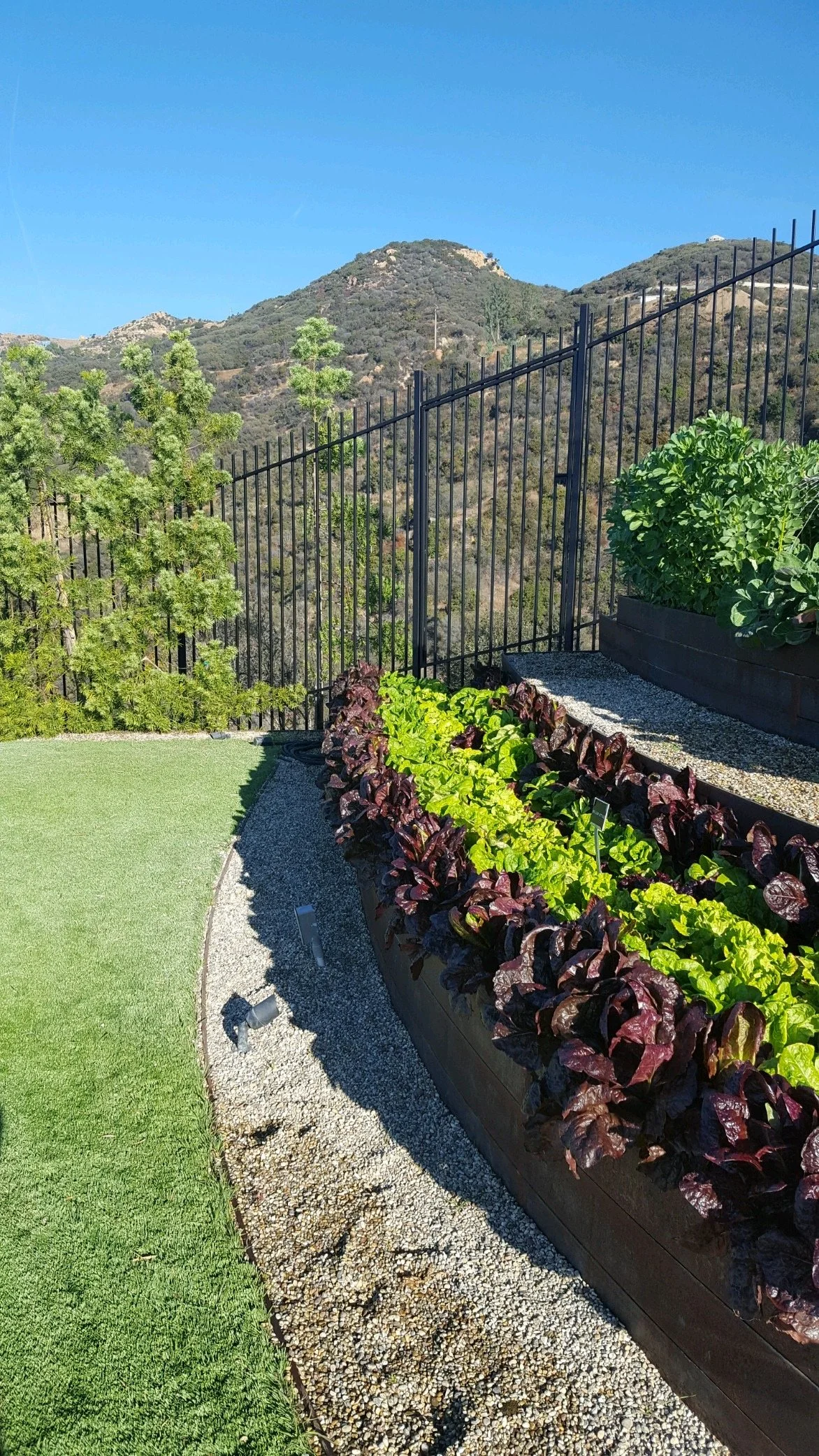 Landscape Vegetable Garden Design by Tracy Murdock Interior Design Behind the Scenes4438.JPG