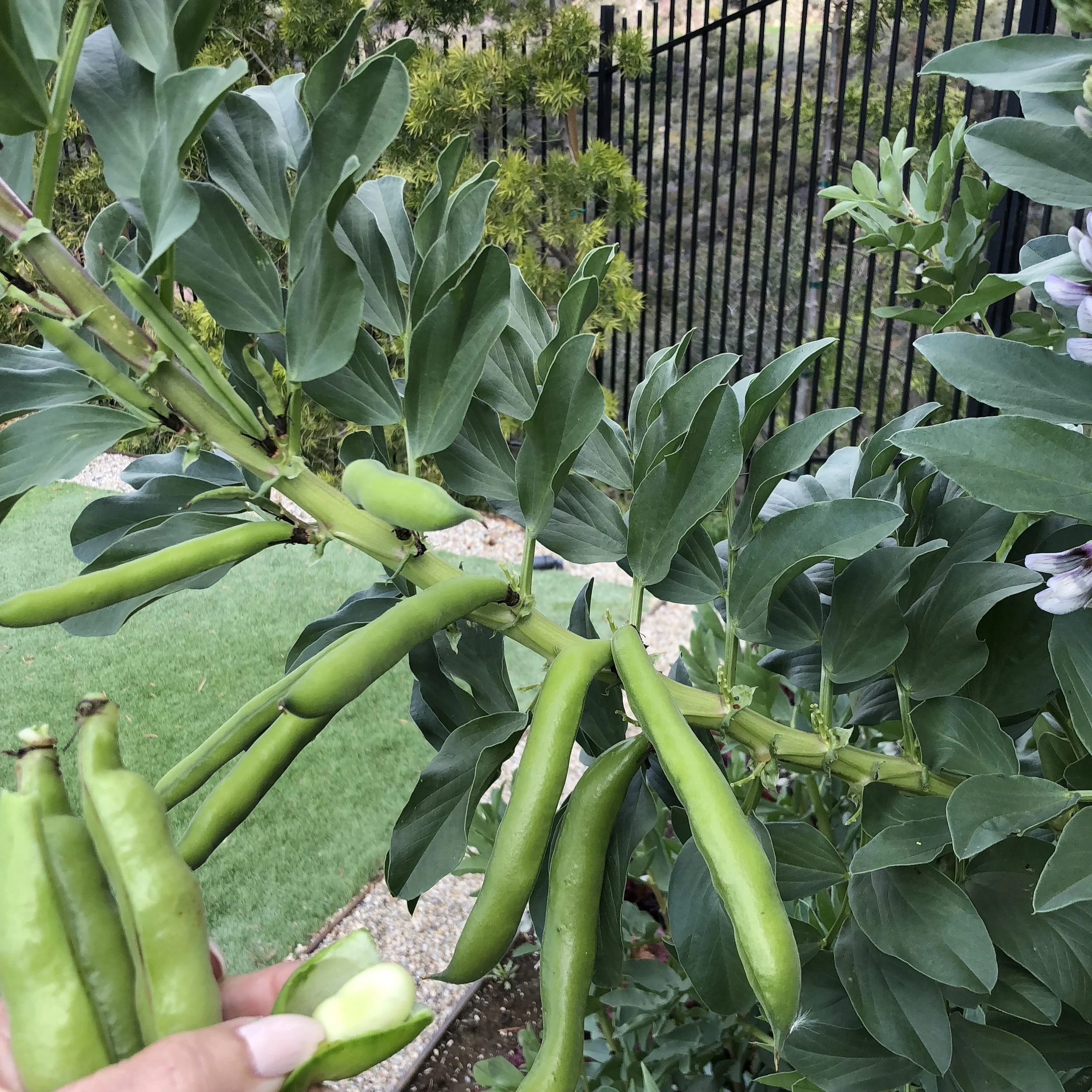 Landscape Vegetable Garden Design by Tracy Murdock Interior Design Behind the Scenes9126.jpeg