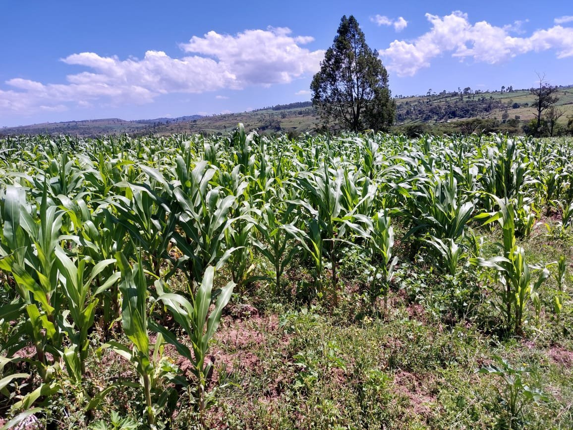 kenya+1.jpeg