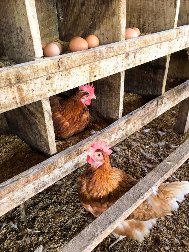Chickens+in+Masetepe+-+Mandy+Haffer.jpg