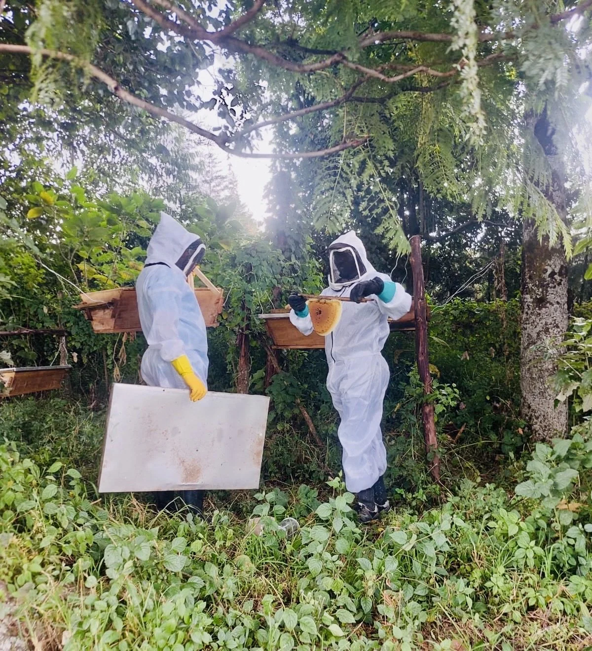 Two people in white beekeeping suits tend wooden hive boxes among the trees